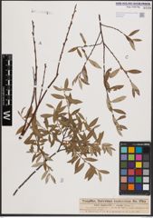 Foto von Salix daphnoides Vill. x Salix repens L.